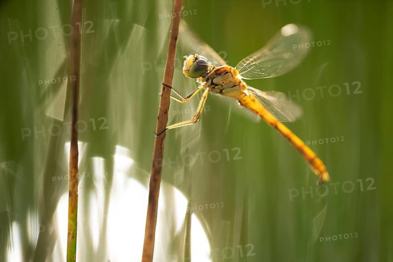 A dragonfly perches delicately on a reed in the vibrant wetlands of puebla de belena, Guadalajara. The sunlight illuminates its delicate wings, showcasing natureâ€™s artistry