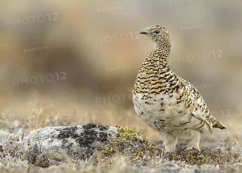 Rock Ptarmigan (Lagopus muta) female, Alaska, USA