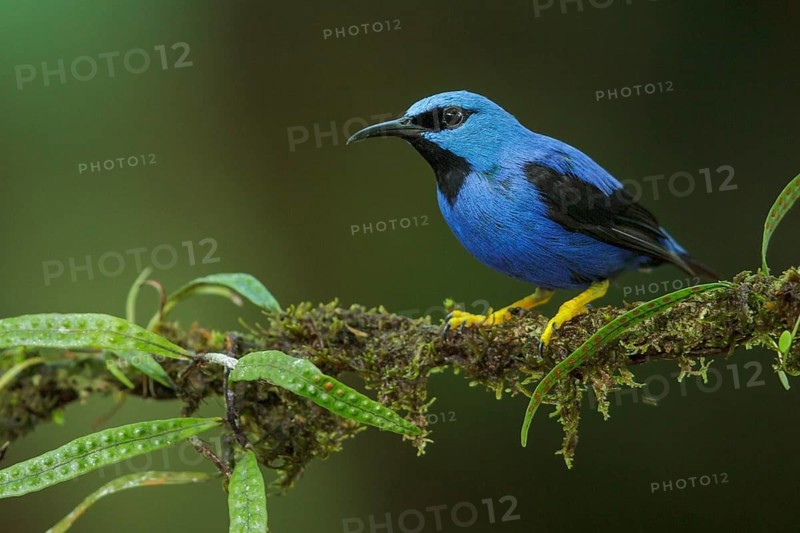 Shining Honeycreeper (Cyanerpes lucidus) perched on a branch in Costa Rica
