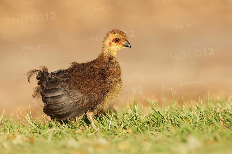 Australian Brushturkey (Alectura lathami) juvenile, Queensland, Australia