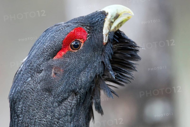 Western Capercaillie (Tetrao urogallus) male, Nizhegorodskaya, Russia