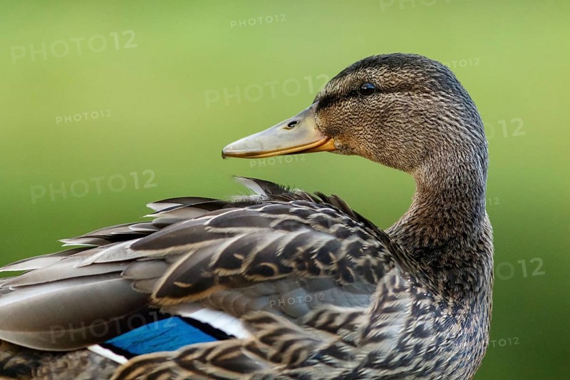Mallard (Anas platyrhynchos), female portrait, Cairngorms National Park, Scotland, United Kingdom