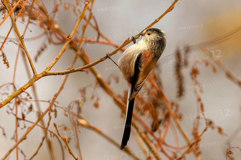 Schwanzmeise (Aegithalos caudatus)