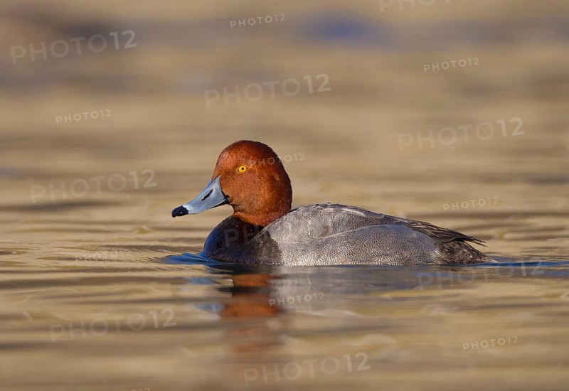 Redhead (Aythya americana) male, Ohio, USA