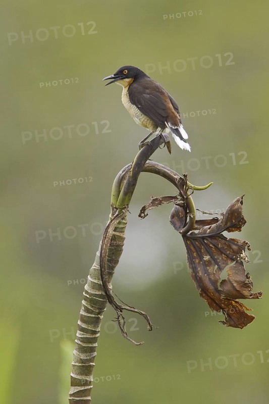 Black-capped Donacobius (Donacobius atricapilla) singing, Ecuador