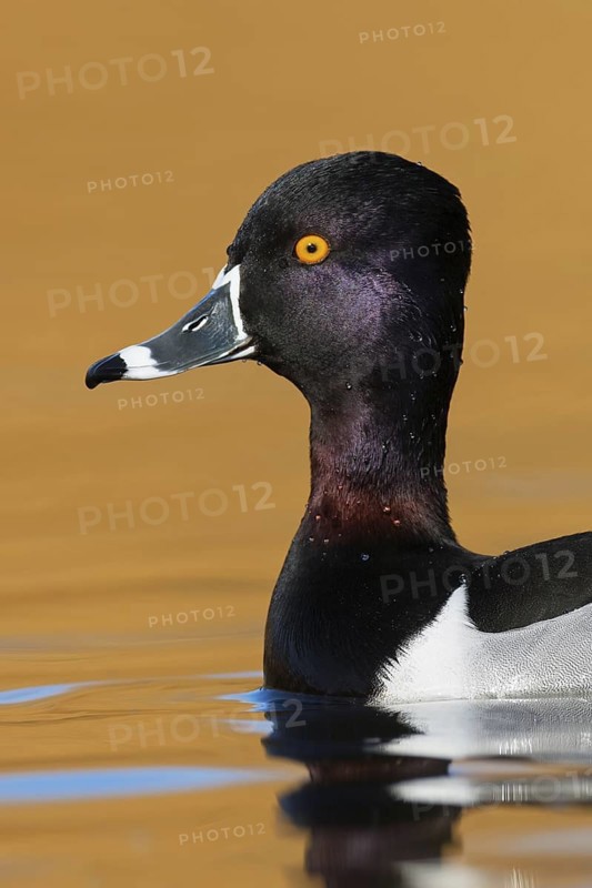 Ring-necked Duck (Aythya collaris) male, British Columbia, Canada
