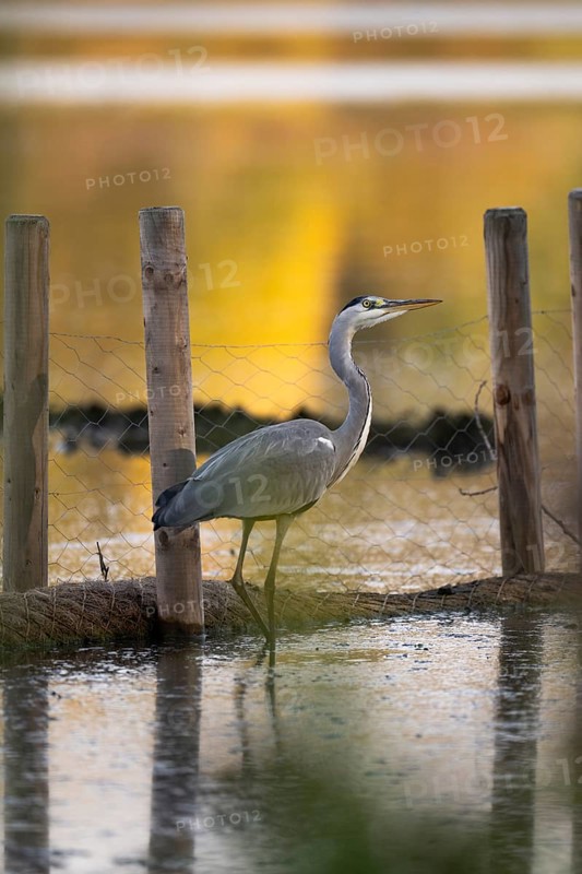 Grey heron (Ardea cinerea), standing in low water, looking to the right, behind him a wire mesh fence, warm light, blurred, Ümminger See, Bochum, North Rhine-Westphalia, Germany