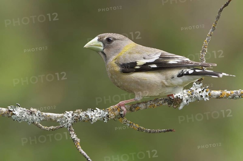 Evening Grosbeak (Hesperiphona vespertina) female, British Columbia, Canada