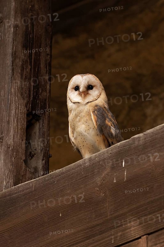 Western Barn Owl (Tyto alba) captive, Germany