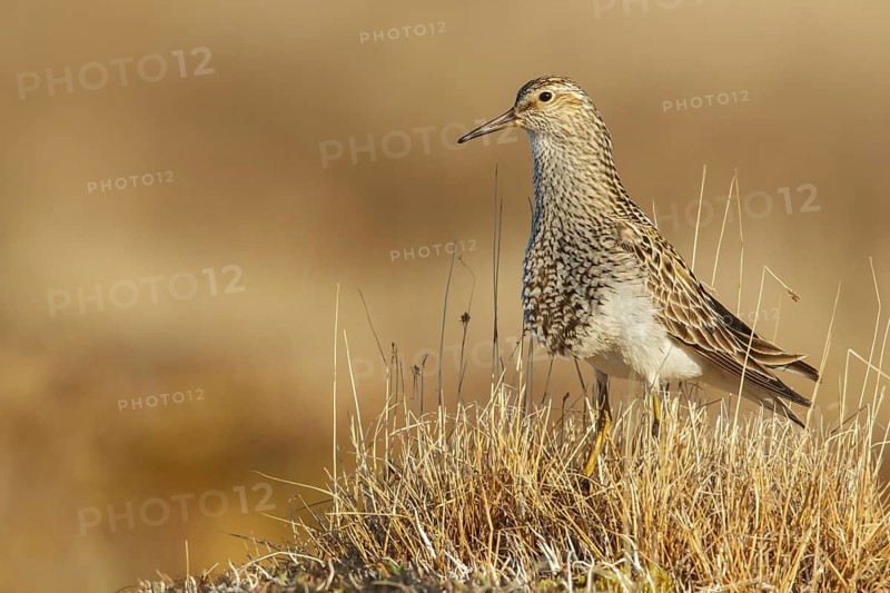 Pectoral Sandpiper (Calidris melanotos) on the tundra in Northern Alaska