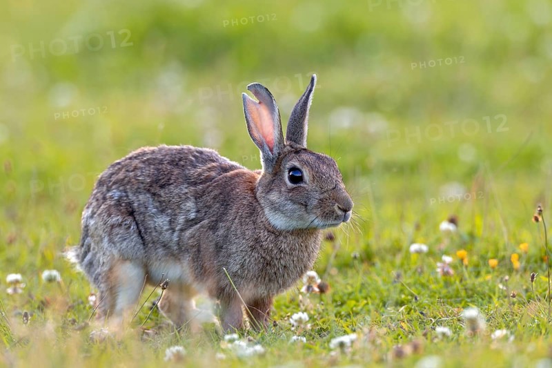 A large tear in the ear suggests that serious fights can occur between wild rabbits (Oryctolagus cuniculus), quite a few even end fatally, Germany
