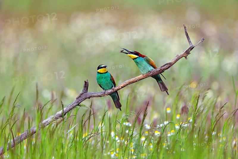 Bee-eater, (Merops apiaster), two animals, perch, prey transfer, Tiszaalp-r, Kiskuns-gi National Park, B-cs-Kiskun, Hungary