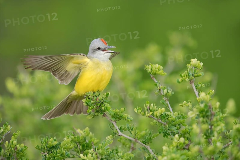Couch's Kingbird (Tyrannus couchii) singing, Texas, USA