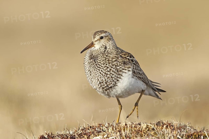 Pectoral Sandpiper (Calidris melanotos) male, Alaska, USA