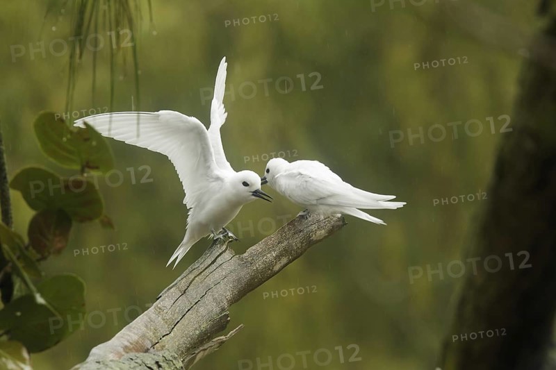 White Tern (Gygis alba), Hawaii, USA