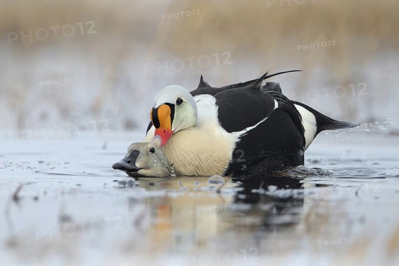 King Eider (Somateria spectabilis) pair mating, Alaska, USA