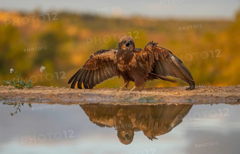 A young eagles spreads its wings by the water's edge, its image perfectly reflected against a soft, golden sunset backdrop