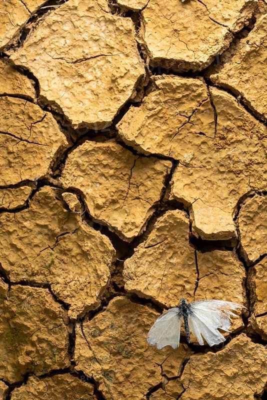 A delicate cabbage butterfly rests on parched, cracked earth, symbolizing resilience amidst arid conditions. The contrast captures the fragility and endurance of nature in a harsh environment
