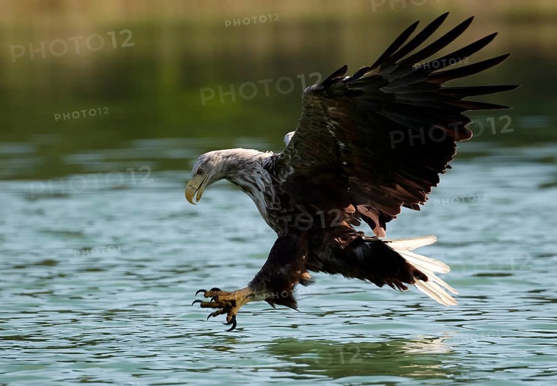 White-tailed Eagle (Haliaeetus albicilla) striking at fish, Mecklenburg-Western Pomerania, Germany