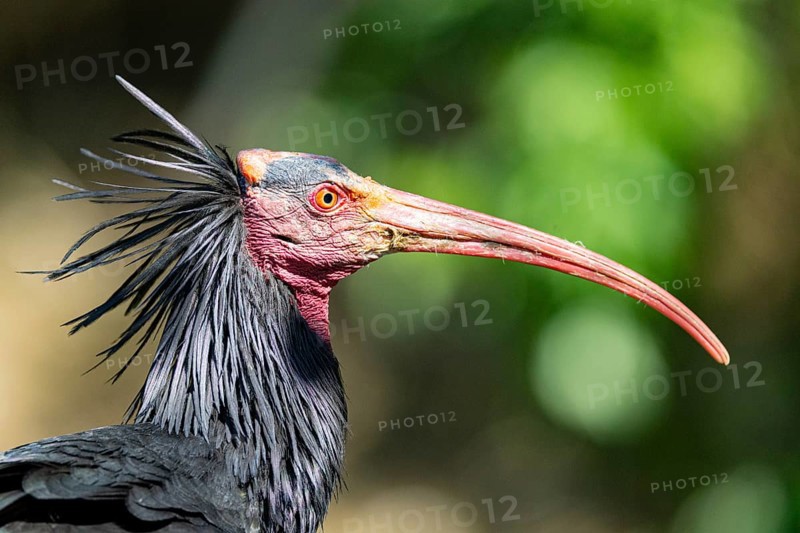 Northern Bald Ibis (Geronticus eremita) Captive Germany