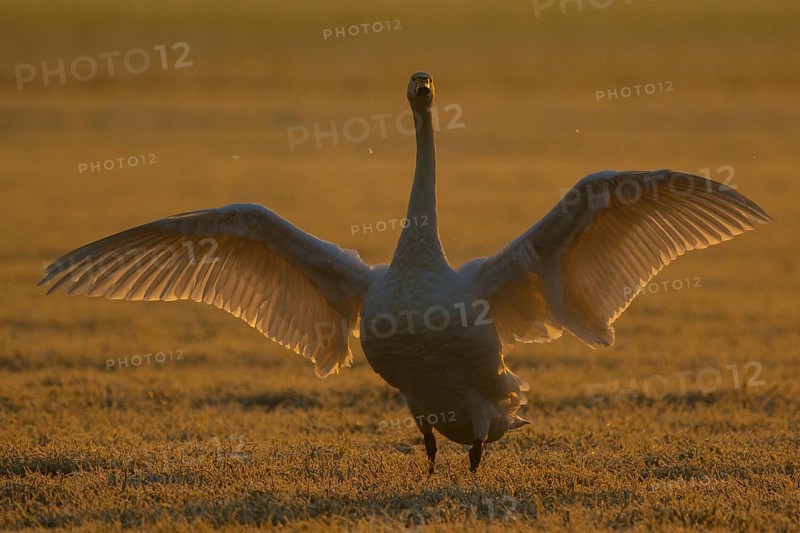 Whooper Swan (Cygnus cygnus) flapping, North Rhine-Westphalia, Germany