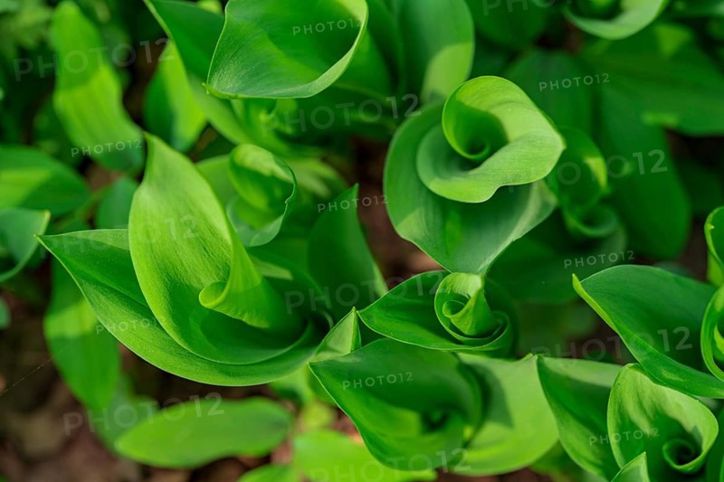 Close-up of vibrant green lily of the valley leaves, showcasing their lush texture and rich color. Perfect for backgrounds or botanical studies, highlighting nature's beauty