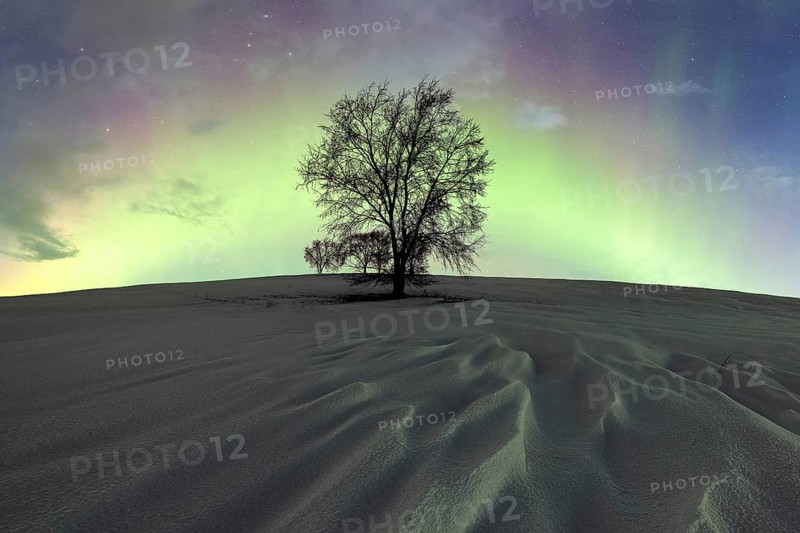 A solitary tree stands against a vivid display of northern lights in a snowy landscape at night, creating a surreal and tranquil winter scene