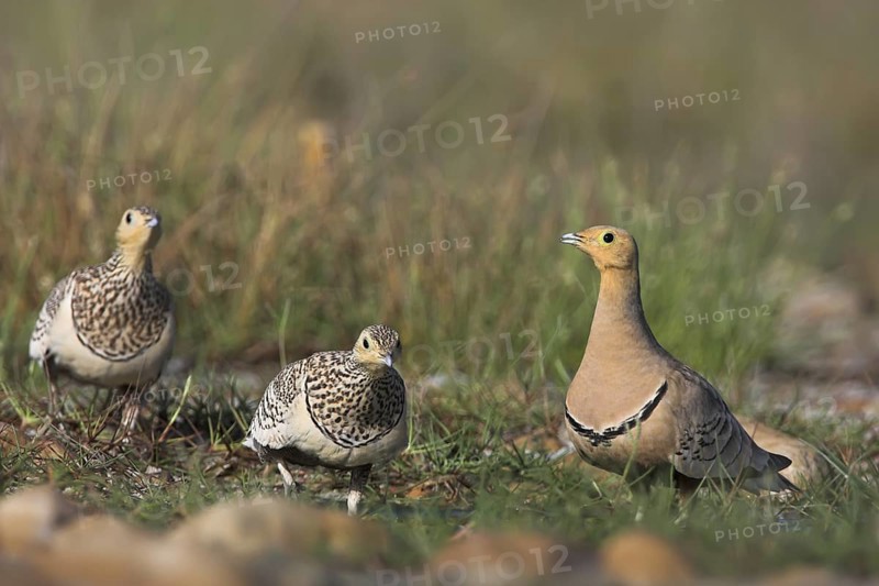 Chestnut-bellied Sandgrouse (Pterocles exustus), Oman