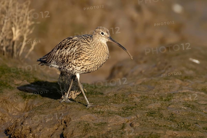 Eurasian curlew (Numenius arquata) adult wading bird on a mudflat, Norfolk, England, United Kingdom