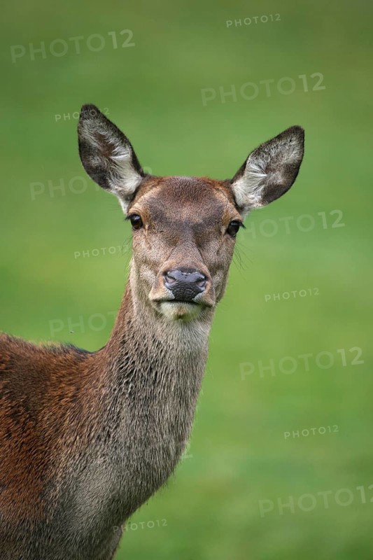 Red deer (Cervus elaphus) Portrait of a female during the rut, Allgäu, Bavaria, Germany
