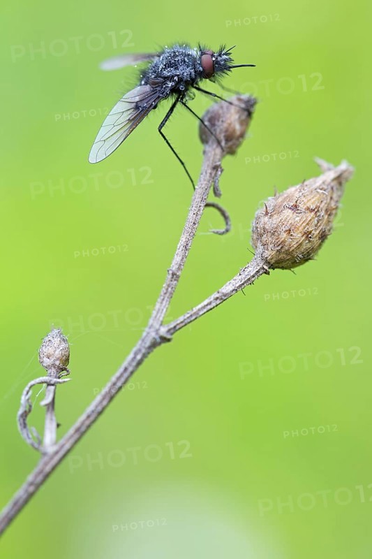 Black woolly hoverfly, bumblebee hoverfly, mourning fly, insect, close-up, (Bombylella atra), family of diptera, Lobau, Vienna, Donaustadt, Vienna, Austria