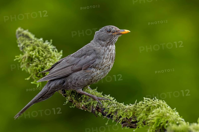 Female blackbird (Turdus merula) sitting on a branch covered with moss, garden bird, June, Germany
