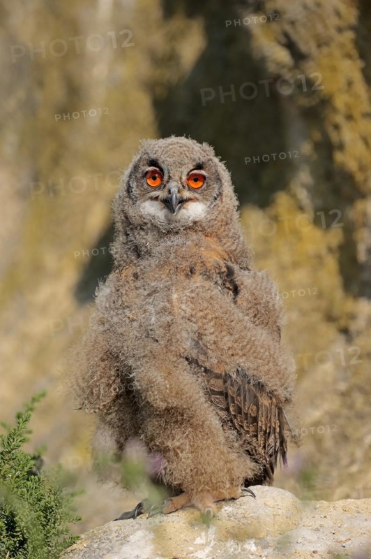 Eurasian eagle-owl (Bubo bubo), young bird at the breeding site, France