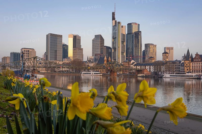 The daffodils on the banks of the Main start to bloom in front of Frankfurt's banking skyline, Frankfurt am Main, Hesse, Germany