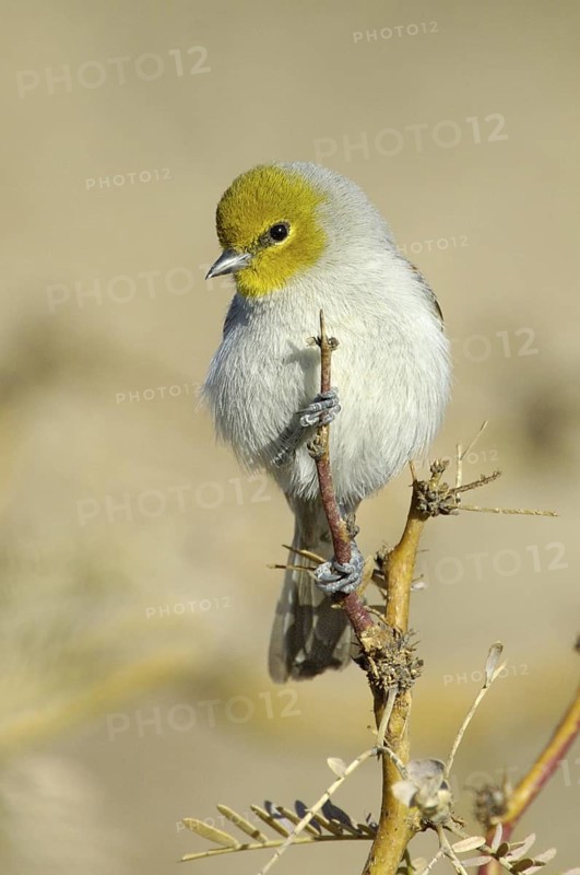 Verdin (Auriparus flaviceps), Texas, USA