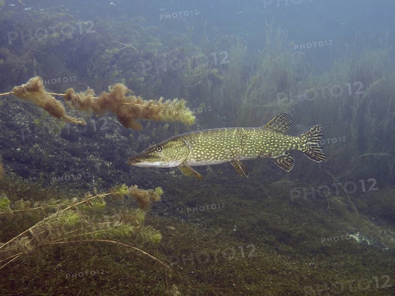 Pike (Esox lucius) in clear water with lush plants and algae. Dive site Parkhaus Post, Überlingen, Lake Constance, Germany