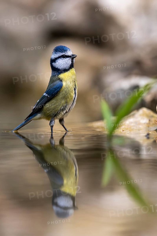 Blue tit (Cyanistes caeruleus), wildlife, bathing in a watering trough, Germany