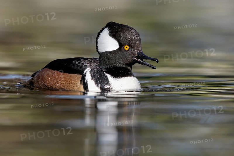 Hooded Merganser (Lophodytes cucullatus) swimming in a pond in Victoria, BC, Canada