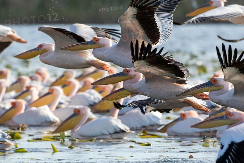 Great White Pelican (Pelecanus onocrotalus) group flying, Romania