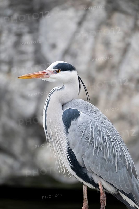 Grey heron (Ardea cinerea) standing on stone, Vienna, Austria