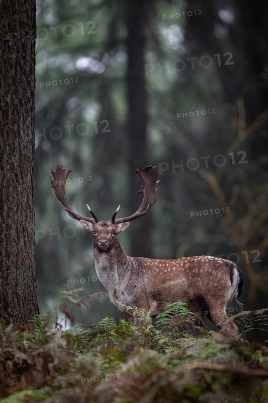 A strong fallow deer (Dama dama) leaves the rut, crossing a very photogenic part of the forest, autumn, rut, fallow deer rut, October, Germany