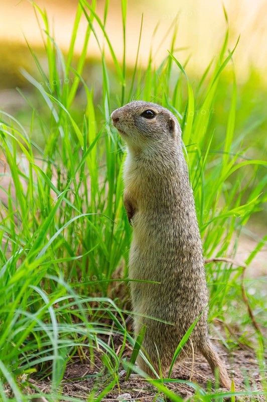 European ground squirrel (Spermophilus citellus) on a meadwo, Bavaria, Germany