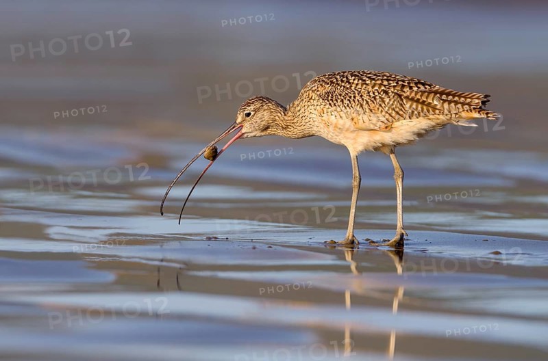 Long-billed Curlew (Numenius americanus) - Morro Bay, California