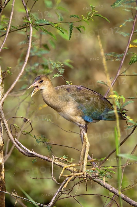 Purple Gallinule Porphyrio martinicus Quepos, Costa Rica 30 October Immature Rallidae