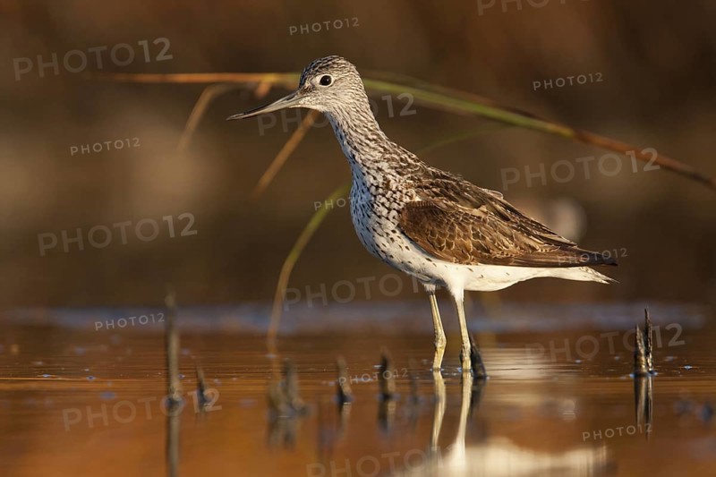 Common Greenshank (Tringa nebularia), Greece