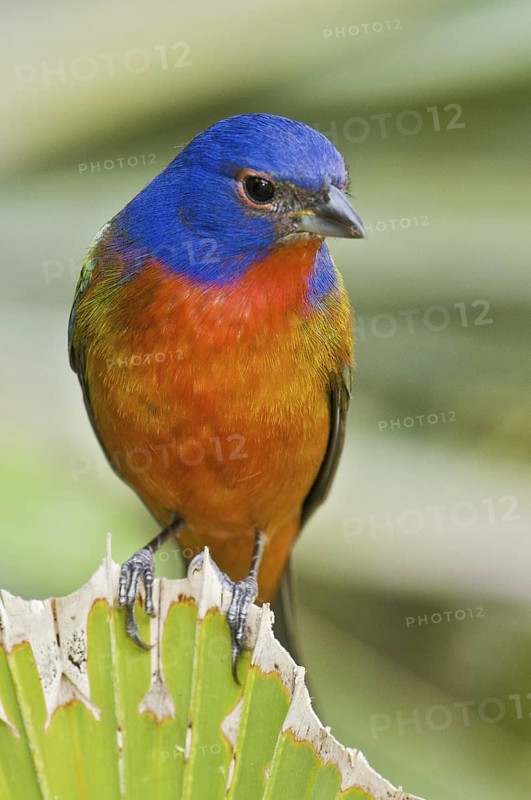 Painted Bunting (Passerina ciris) male, Florida, USA