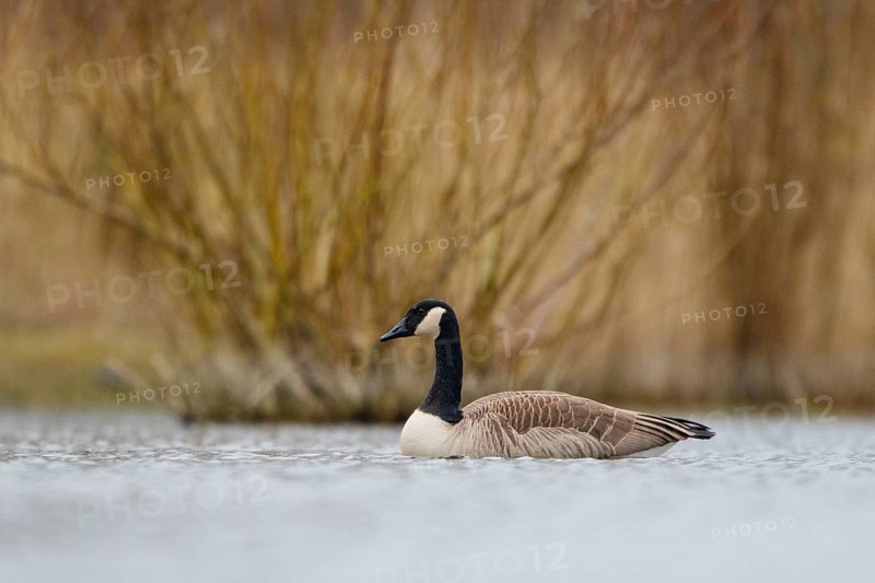 Canada Goose (Branta canadensis), North Rhine-Westphalia, Germany