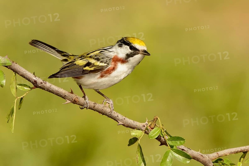 Chestnut-sided Warbler (Setophaga pensylvanica) male, Texas, USA