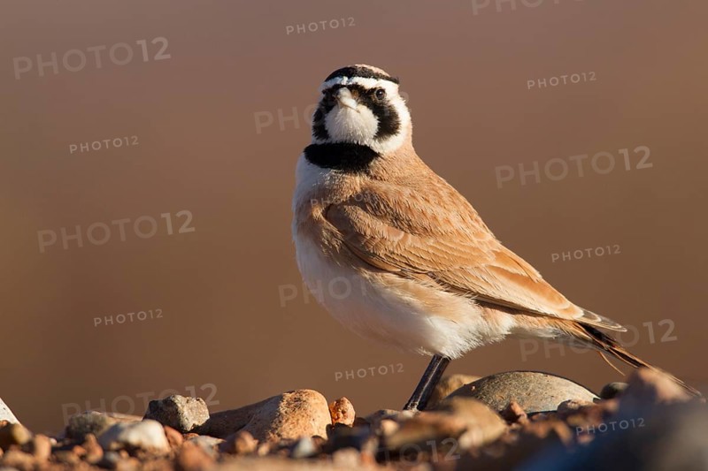Temminck's Lark (Eremophila bilopha), Morocco