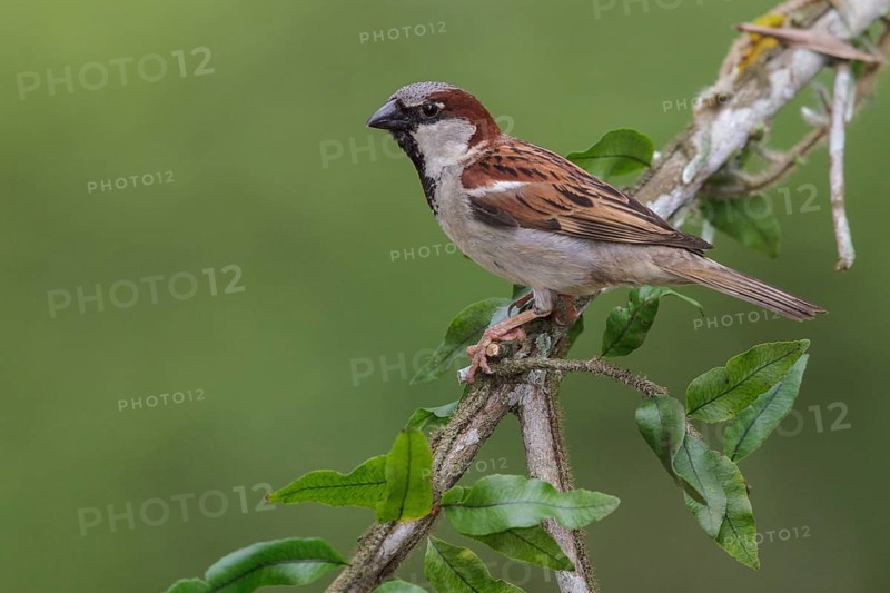House Sparrow (Passer domesticus) perched on a branch in the Atlantic rainforest of southeast Brazil